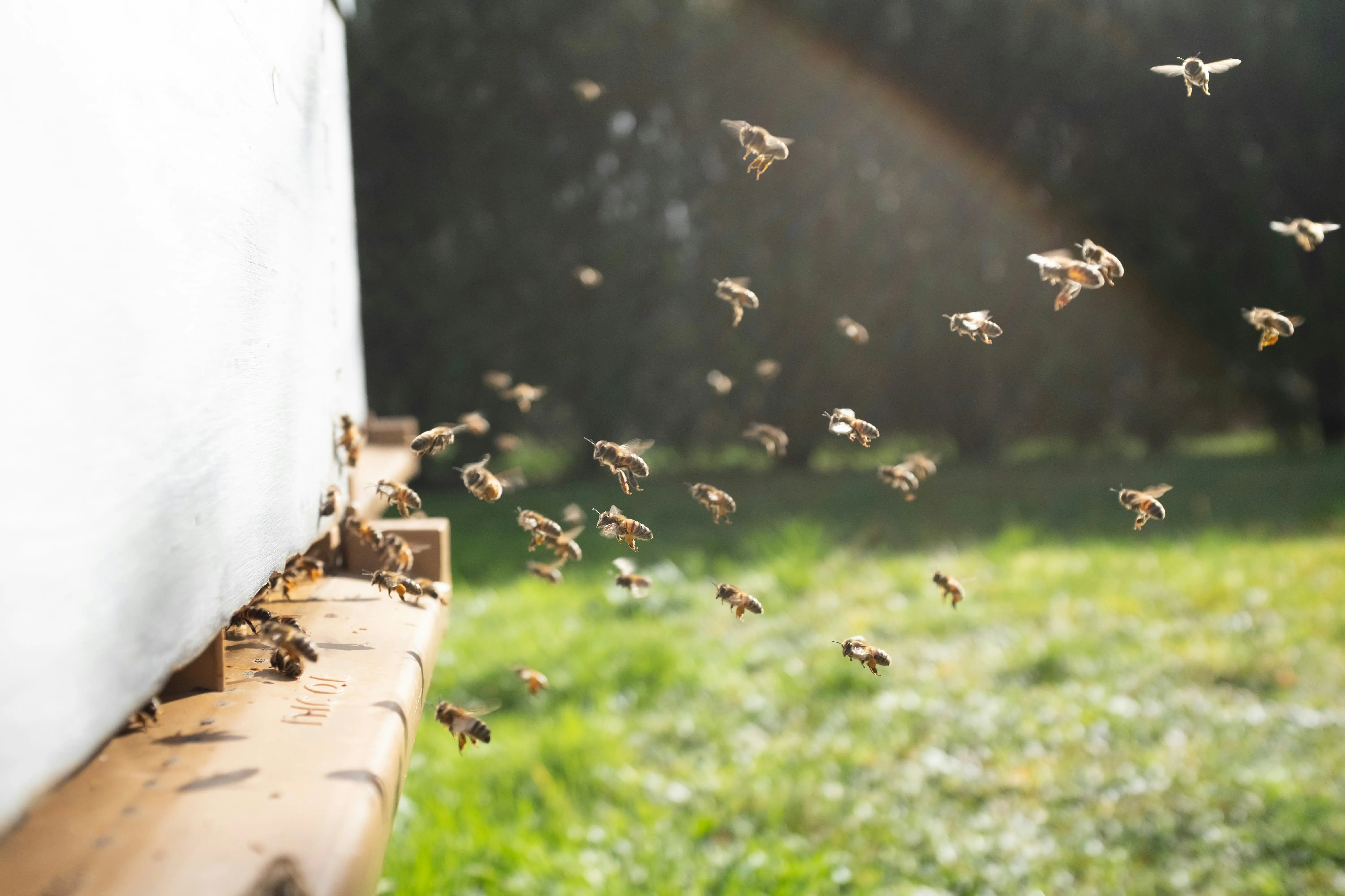 Beehives improve biodiversity at Repton School